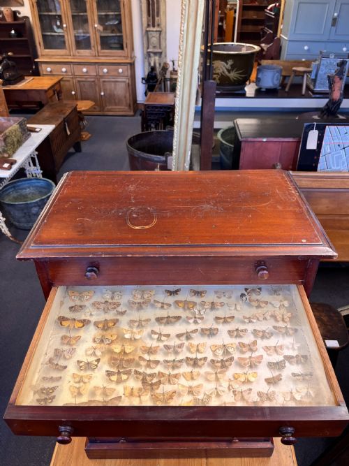 VICTORIAN MAHOGANY DISPLAY CABINET HOUSING A BUTTERFLY COLLECTION - ADDITIONAL PHOTO 19