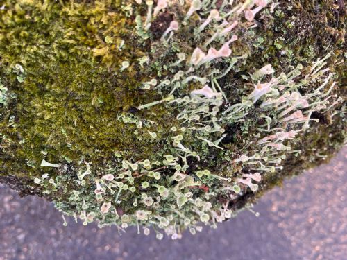 18TH CENTURY CORNISH GRANITE STADDLE STONE WITH EXCEPTIONAL LICHEN - ADDITIONAL PHOTO 6