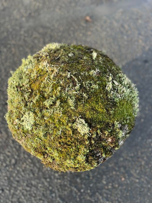 18TH CENTURY CORNISH GRANITE STADDLE STONE WITH EXCEPTIONAL LICHEN - ADDITIONAL PHOTO 7