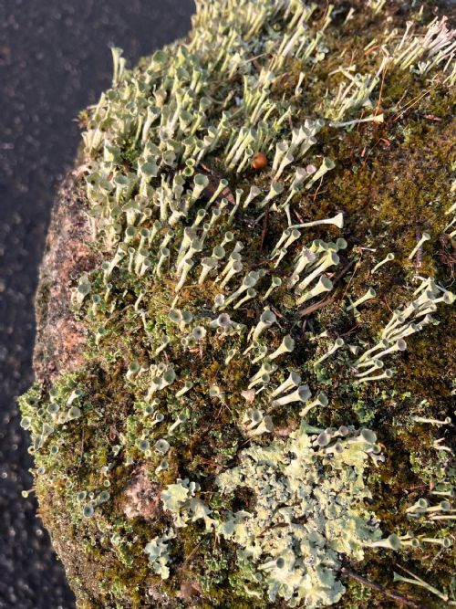 18TH CENTURY CORNISH GRANITE STADDLE STONE WITH EXCEPTIONAL LICHEN - ADDITIONAL PHOTO 4