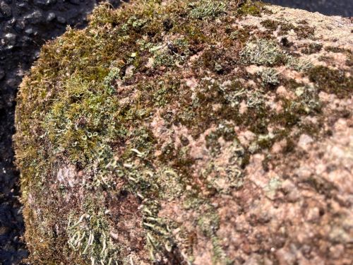18TH CENTURY CORNISH GRANITE STADDLE STONE WITH EXCEPTIONAL LICHEN - ADDITIONAL PHOTO 5