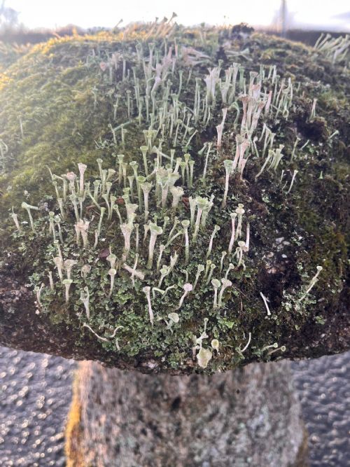 18TH CENTURY CORNISH GRANITE STADDLE STONE WITH EXCEPTIONAL LICHEN - ADDITIONAL PHOTO 9