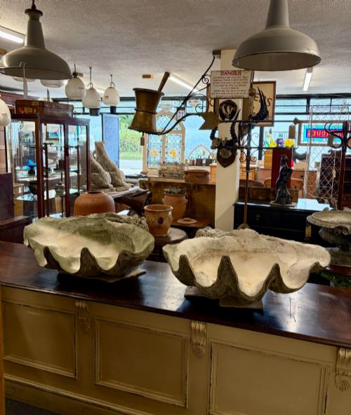 A Rare Pair of 3ft Giant Clam Shells Tridacna Gigas