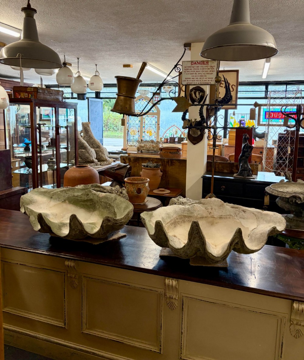 A pair of large natural giant clam shells featuring deep inner basins and ridged outer edges displayed on a wooden surface.
