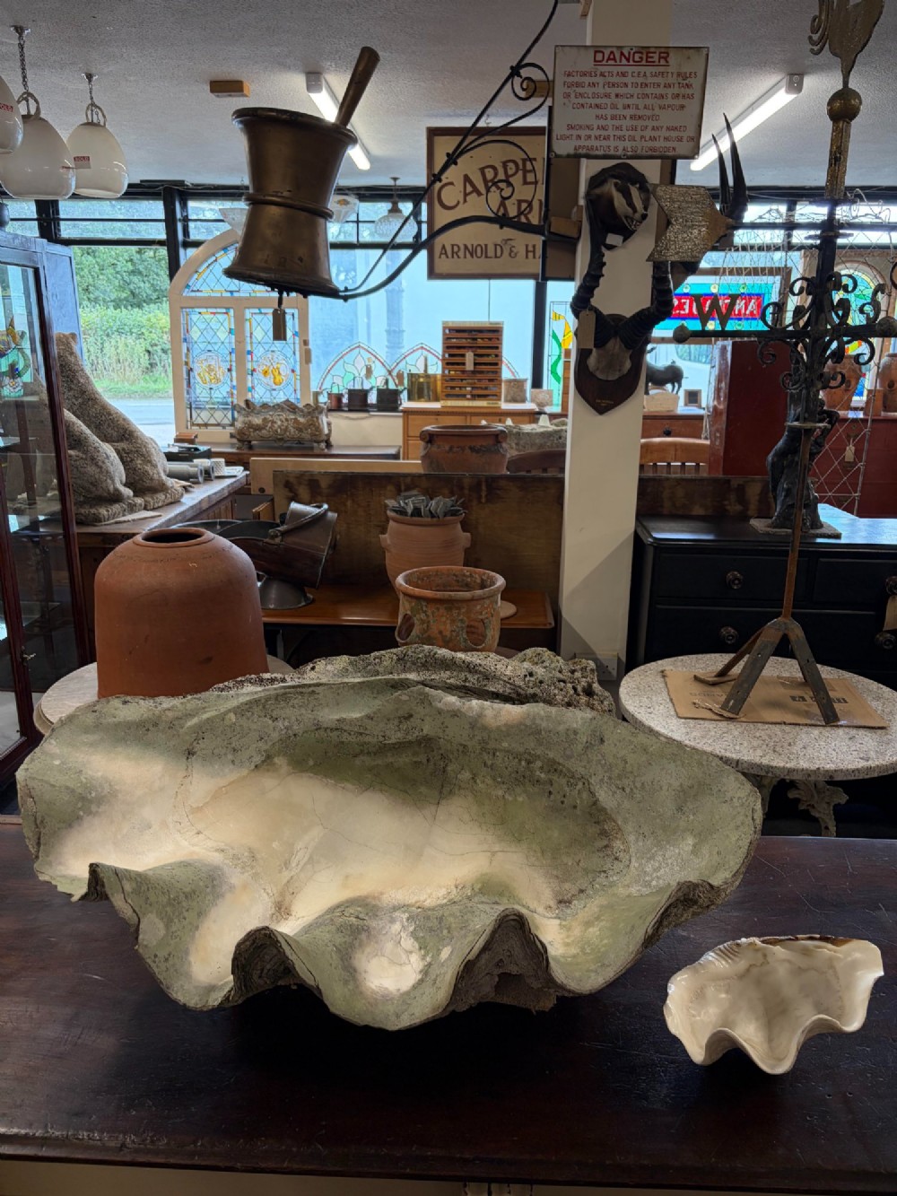 A pair of large natural giant clam shells featuring deep inner basins and ridged outer edges displayed on a wooden surface. View II