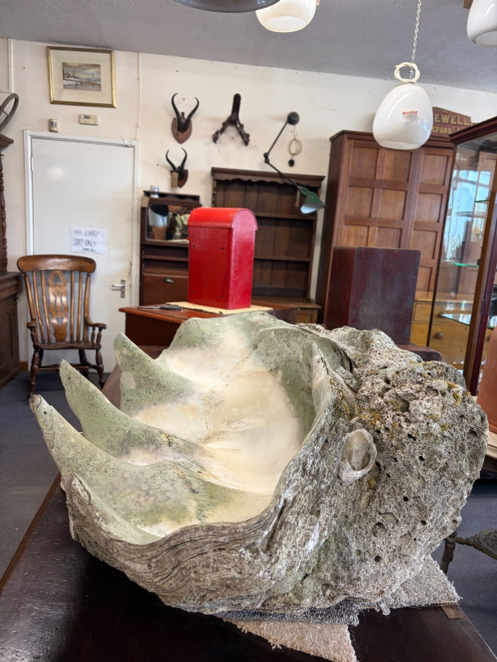A pair of large natural giant clam shells featuring deep inner basins and ridged outer edges displayed on a wooden surface. View IV