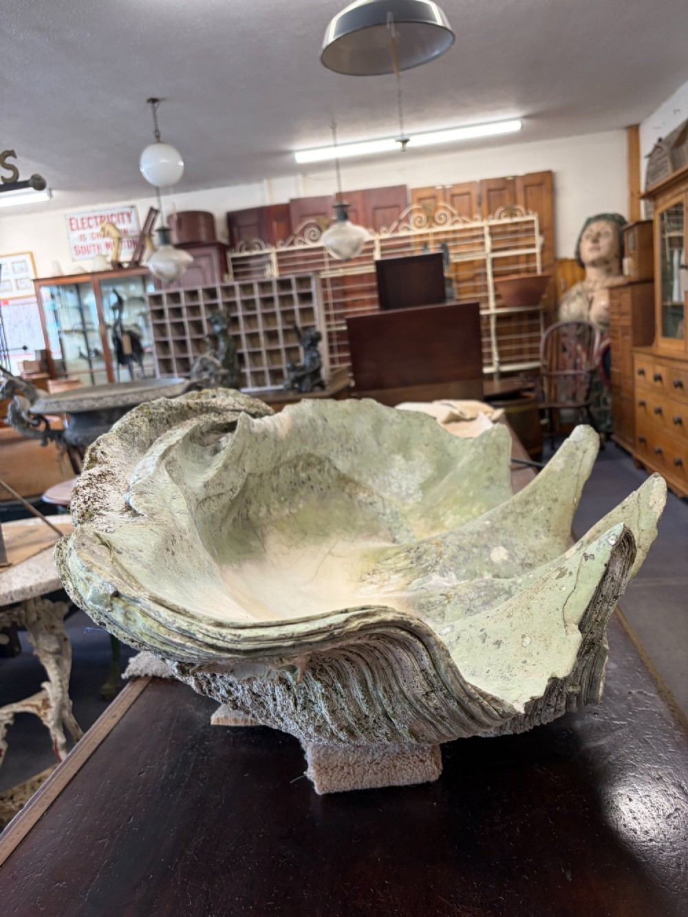 A pair of large natural giant clam shells featuring deep inner basins and ridged outer edges displayed on a wooden surface. View V