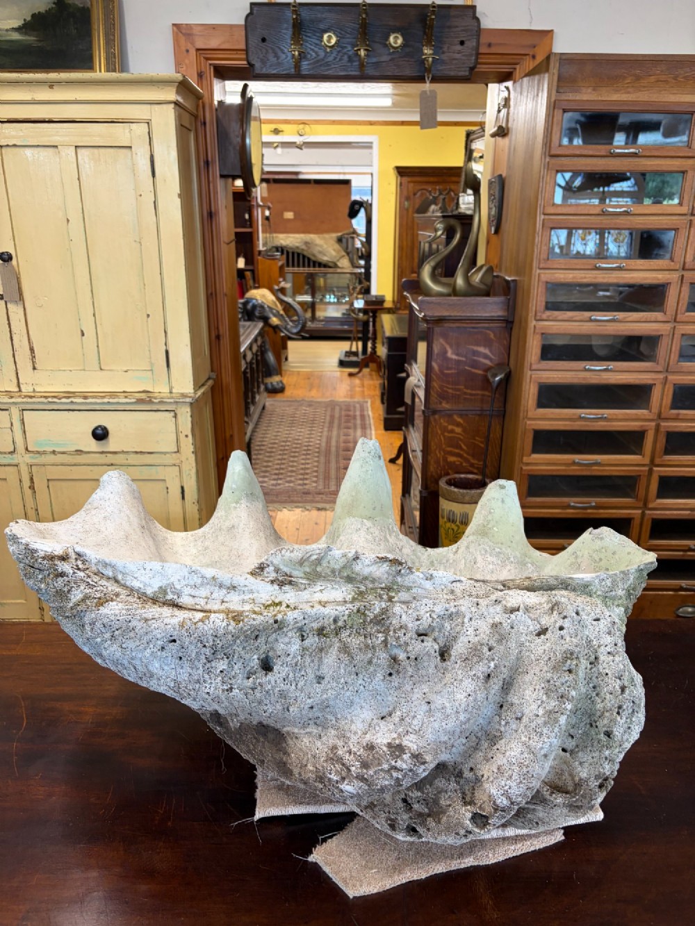 A pair of large natural giant clam shells featuring deep inner basins and ridged outer edges displayed on a wooden surface. View VI