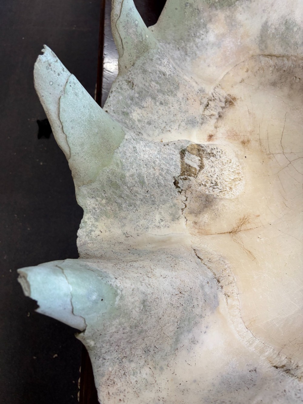 A pair of large natural giant clam shells featuring deep inner basins and ridged outer edges displayed on a wooden surface. View VII