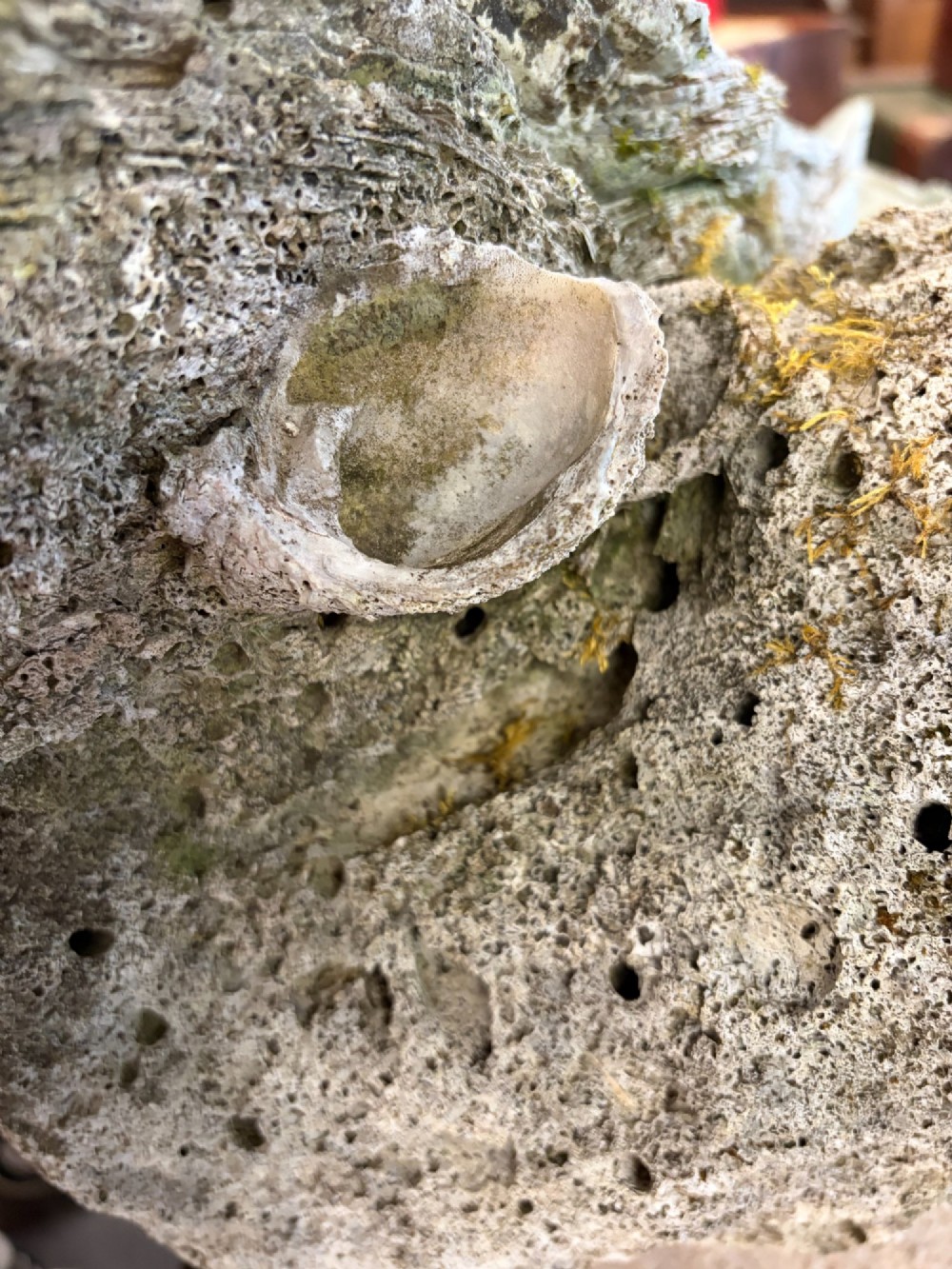 A pair of large natural giant clam shells featuring deep inner basins and ridged outer edges displayed on a wooden surface. View IX