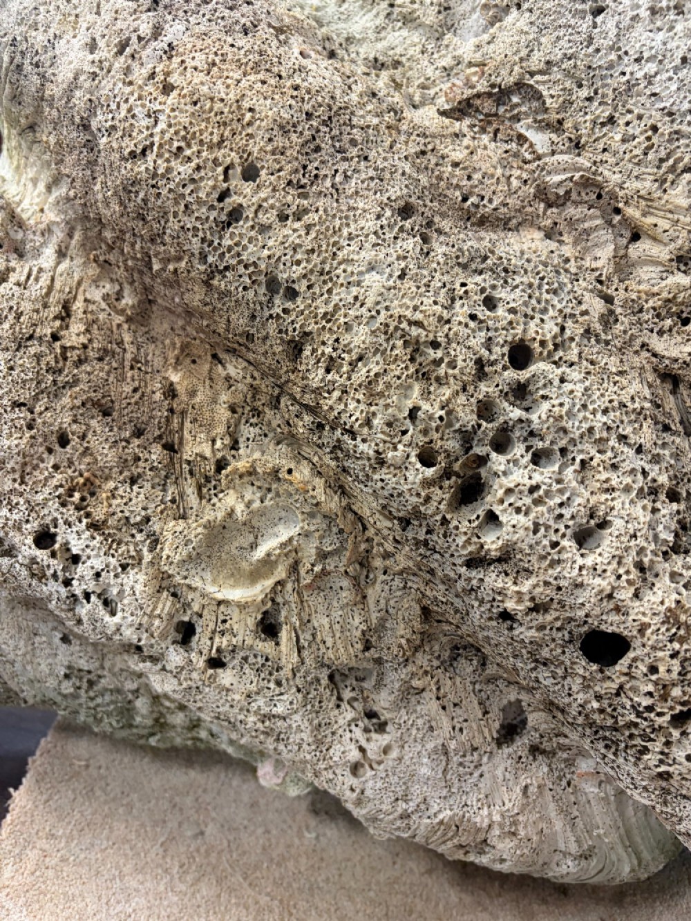 A pair of large natural giant clam shells featuring deep inner basins and ridged outer edges displayed on a wooden surface. View X