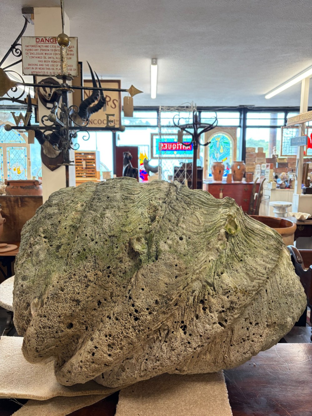 A pair of large natural giant clam shells featuring deep inner basins and ridged outer edges displayed on a wooden surface. View XI