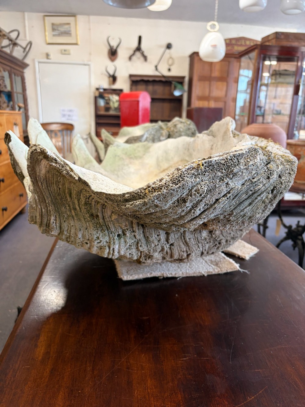 A pair of large natural giant clam shells featuring deep inner basins and ridged outer edges displayed on a wooden surface. View XII