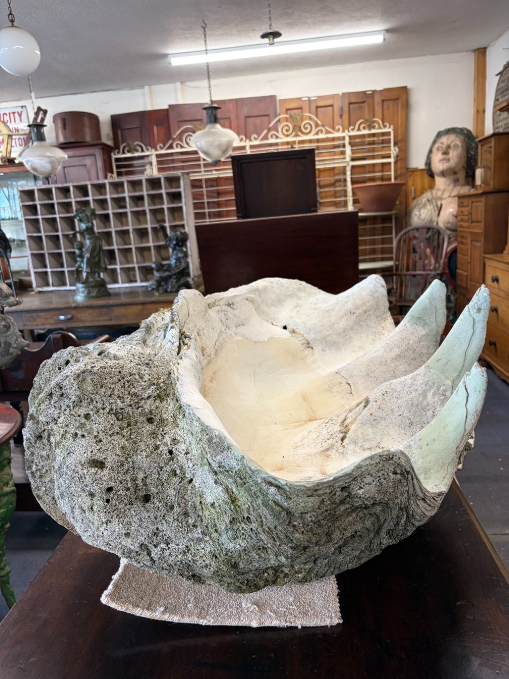 A pair of large natural giant clam shells featuring deep inner basins and ridged outer edges displayed on a wooden surface. View XIII