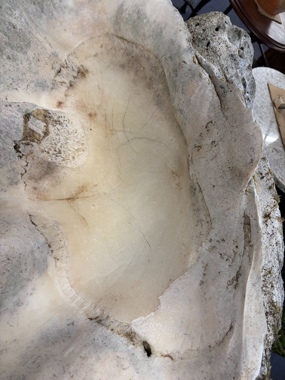 A pair of large natural giant clam shells featuring deep inner basins and ridged outer edges displayed on a wooden surface. View XV