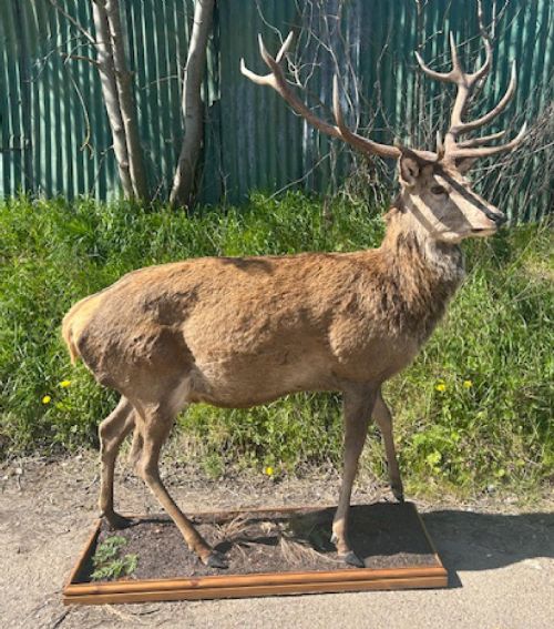 fig 1. A full mount Victorian red deer stag with multi-tined antlers standing upright on a moulded timber plinth base.