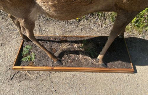 fig 2. A full mount Victorian red deer stag with multi-tined antlers standing upright on a moulded timber plinth base.