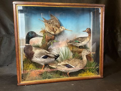 Taxidermy Ducks and a Curlew.