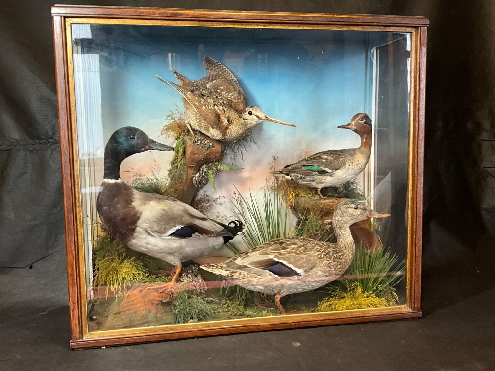 Taxidermy ducks and a curlew. 
