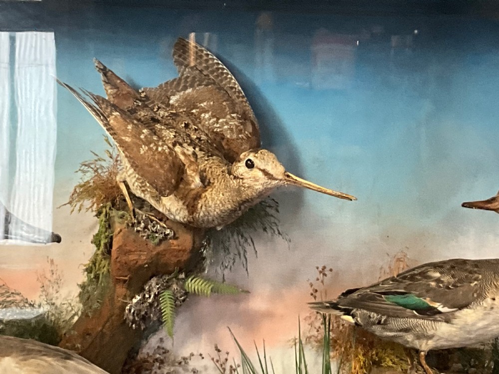 Taxidermy ducks and a curlew.  View II