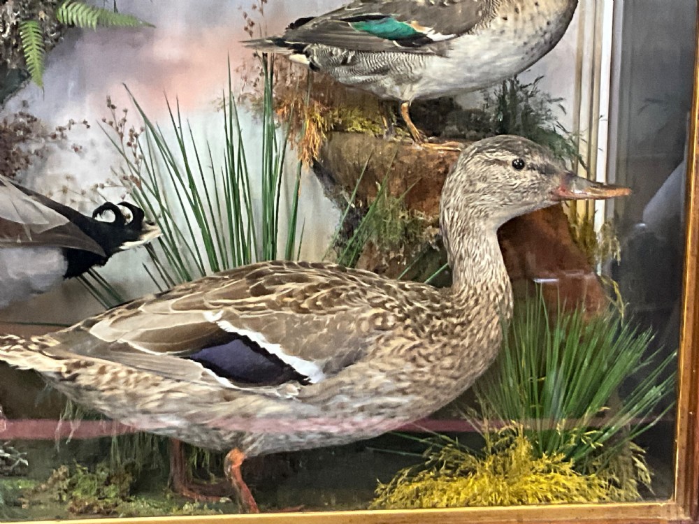 Taxidermy ducks and a curlew.  View III
