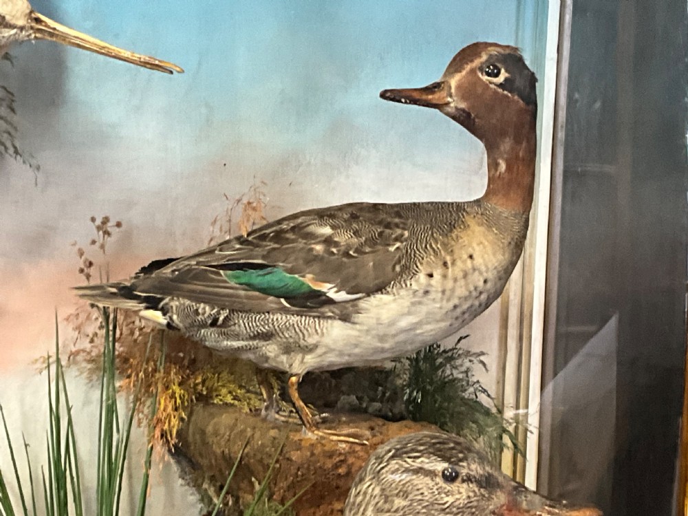 Taxidermy ducks and a curlew.  View IV