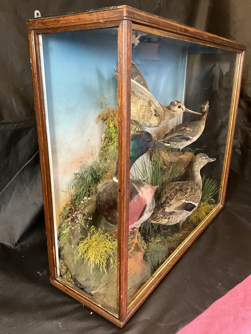 Taxidermy ducks and a curlew.  View VII