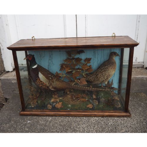 Victorian Cased Taxidermy Pair of Pheasants