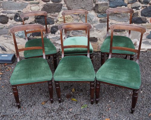 Set of 6 Scottish Laburnum Chairs
