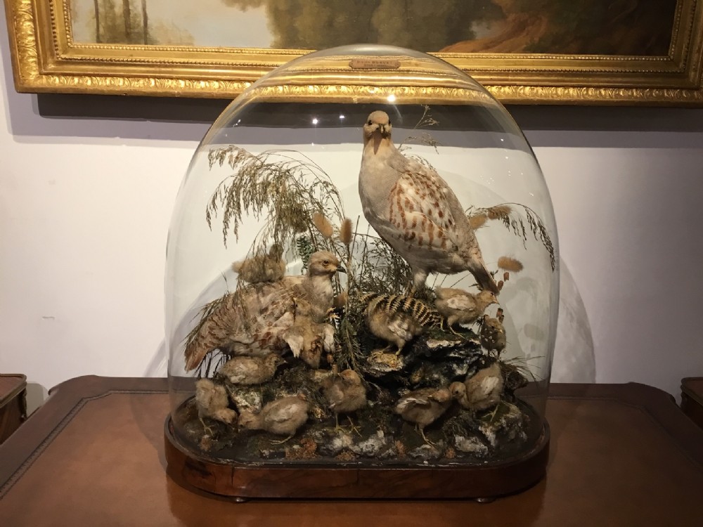 Victorian Period taxidermy of birds under a glass dome