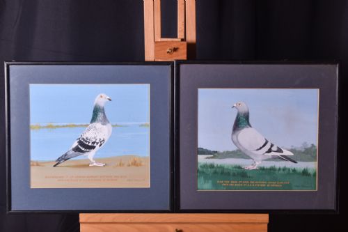 pair of racing pigeon watercolours - CATEGORY: ANTIQUE ART - DATED 1960