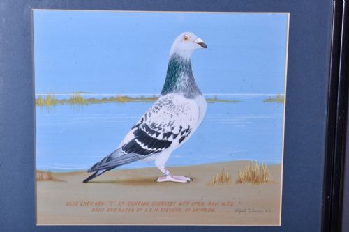 PAIR OF RACING PIGEON WATERCOLOURS - ADDITIONAL PHOTO 1