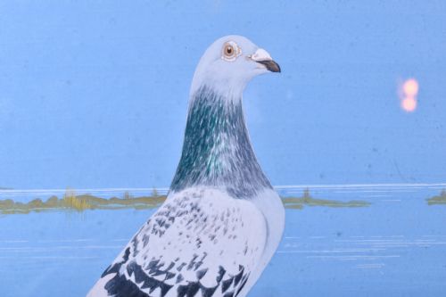 PAIR OF RACING PIGEON WATERCOLOURS - ADDITIONAL PHOTO 7