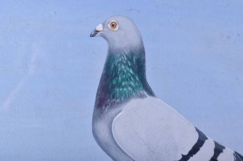 PAIR OF RACING PIGEON WATERCOLOURS - ADDITIONAL PHOTO 8