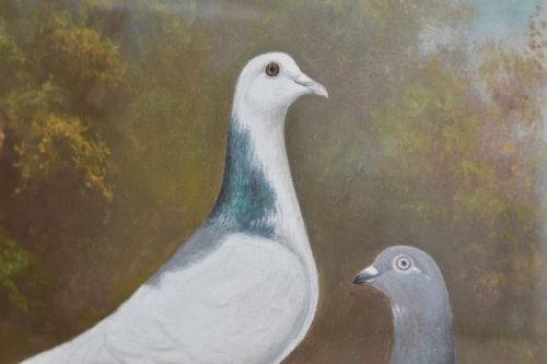 fig 1. An early 20th-century oil painting on board depicting three pigeons in a landscape setting, housed in a black frame with a gold inner slip.