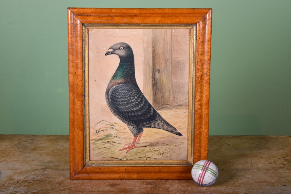 Original Watercolour Of Racing Pigeon 