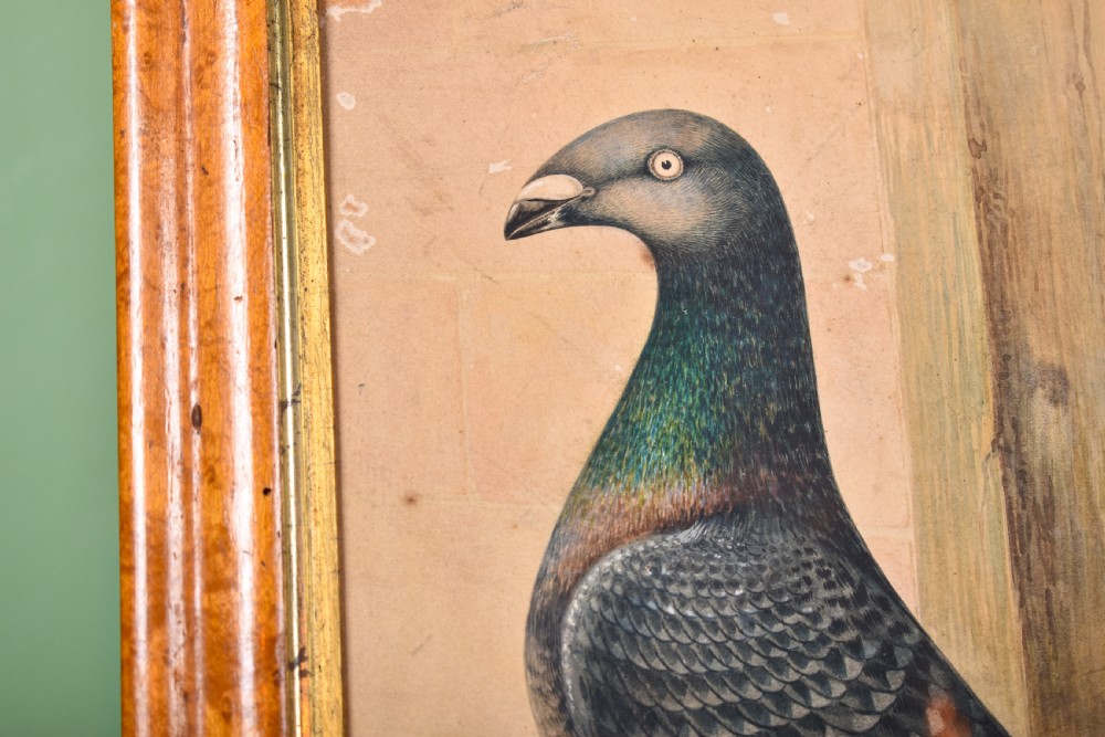 Original Watercolour Of Racing Pigeon  View II