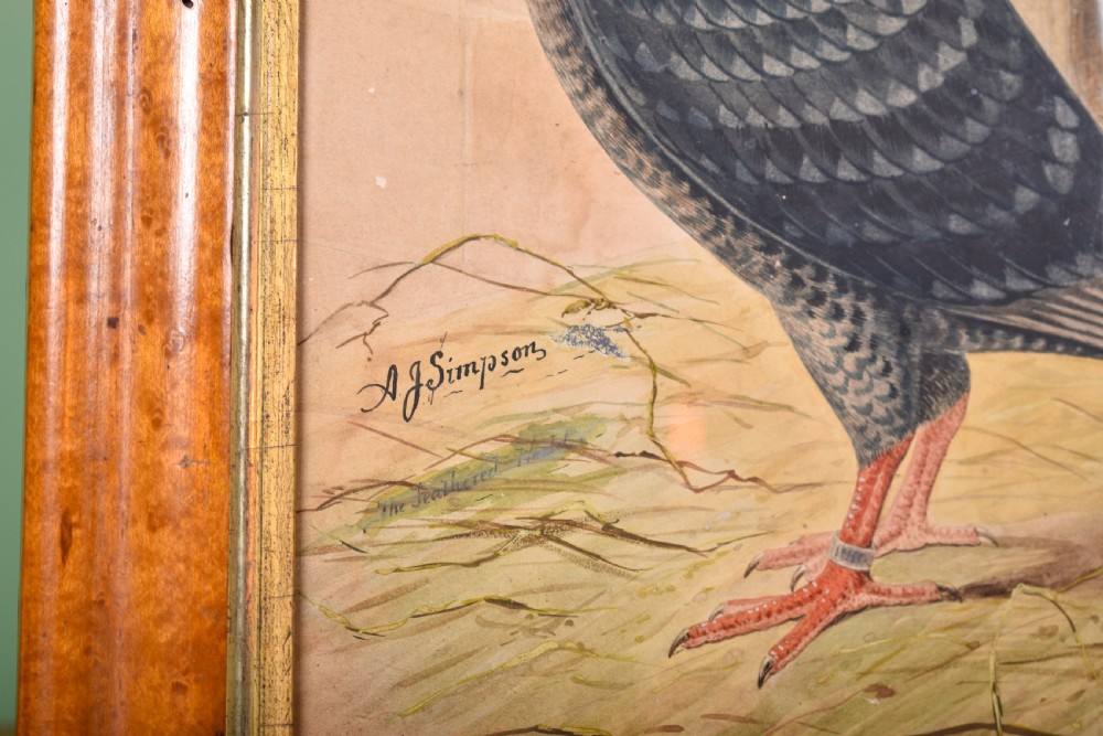 Original Watercolour Of Racing Pigeon  View III