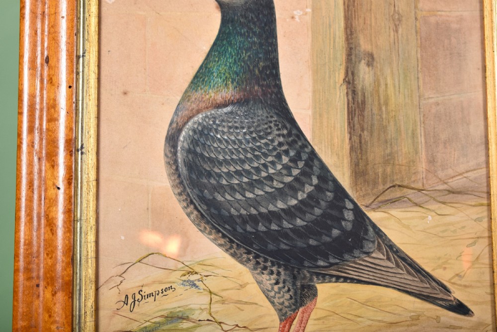 Original Watercolour Of Racing Pigeon  View IV