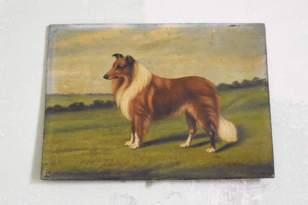 Naive Portrait Of A Border Collie View II