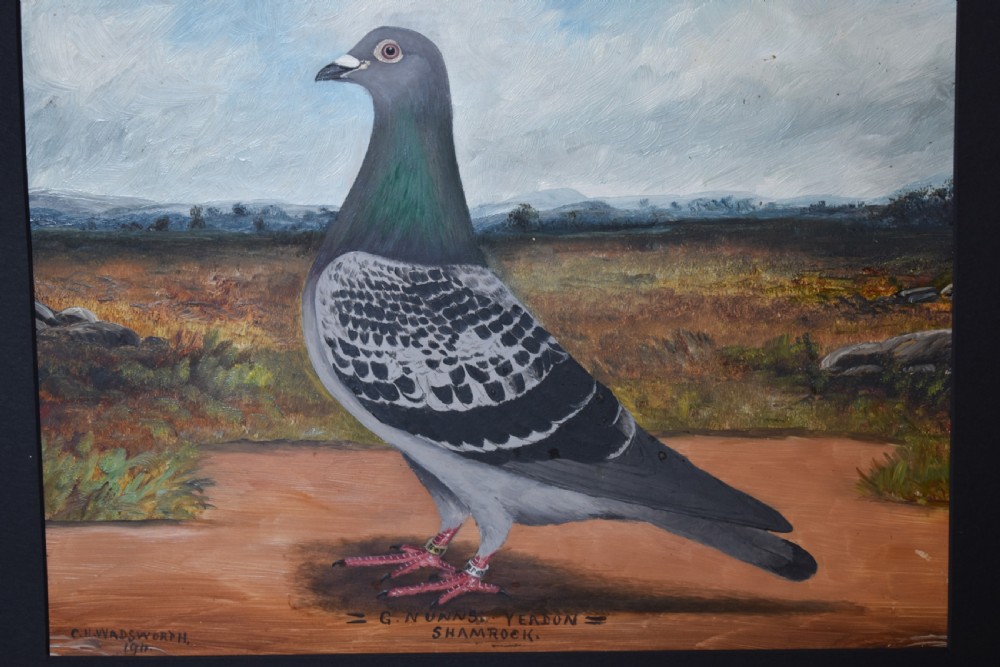A pair of framed oil paintings on board depicting individual racing pigeons in profile set against rural landscape backgrounds. View III