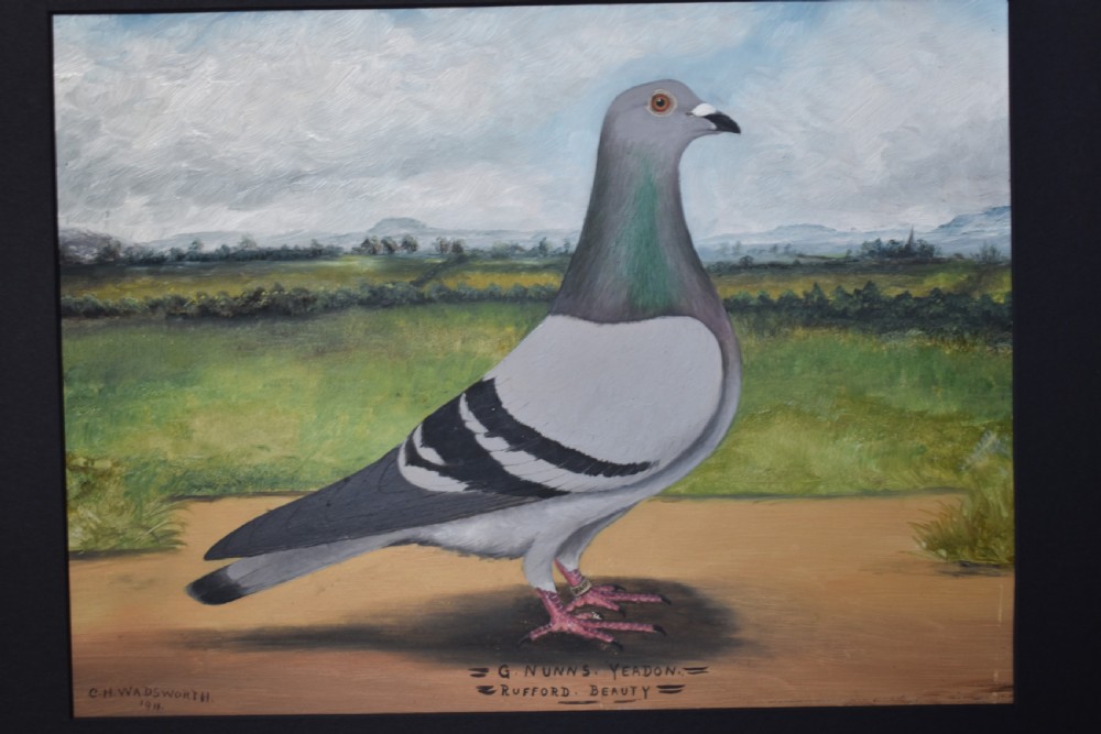 A pair of framed oil paintings on board depicting individual racing pigeons in profile set against rural landscape backgrounds. View IV
