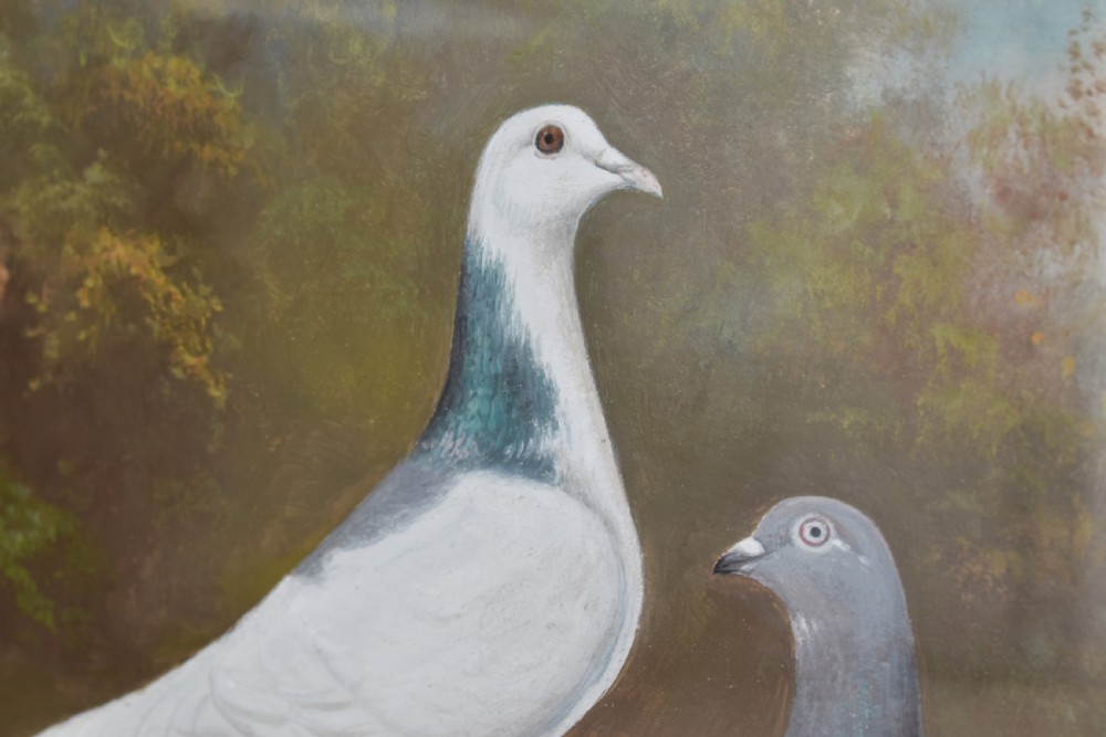 An early 20th-century oil painting on board depicting three pigeons in a landscape setting, housed in a black frame with a gold inner slip. View II