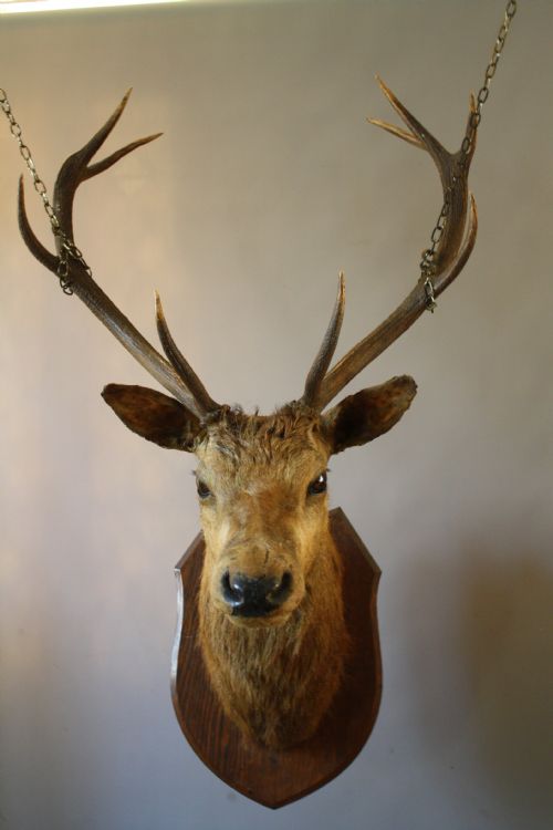 victorian stags head - CATEGORY: ANTIQUE MISCELLANEOUS - DATED VICTORIAN