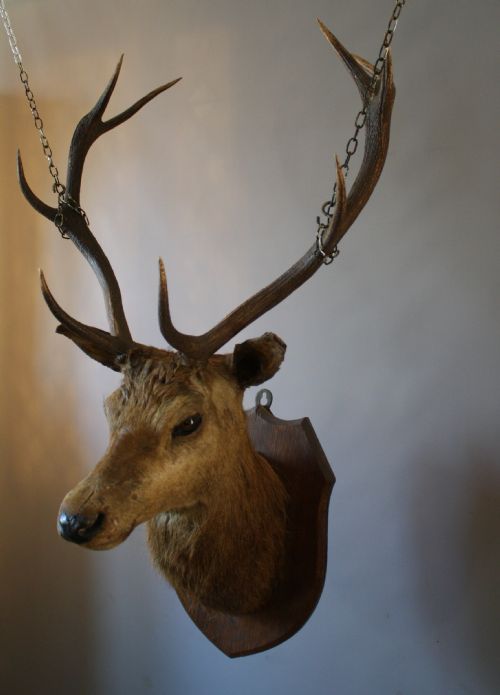 VICTORIAN STAGS HEAD - ADDITIONAL PHOTO 1
