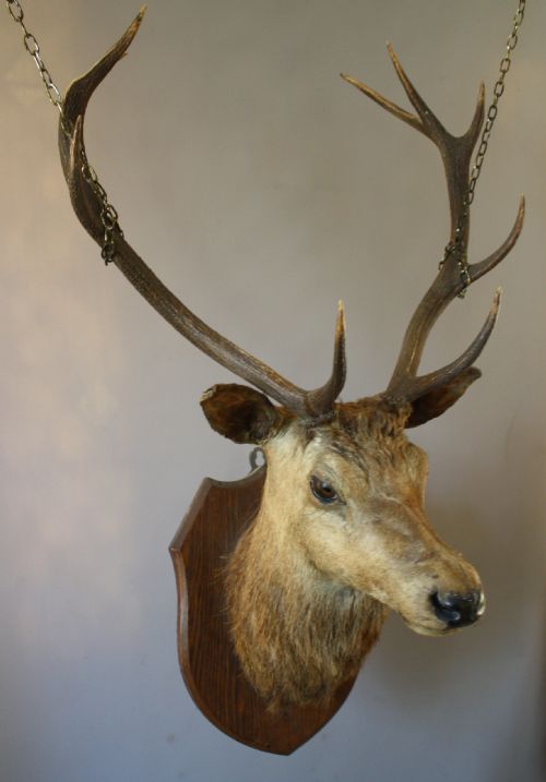 VICTORIAN STAGS HEAD - ADDITIONAL PHOTO 2