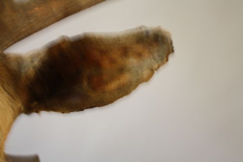 VICTORIAN STAGS HEAD - ADDITIONAL PHOTO 6
