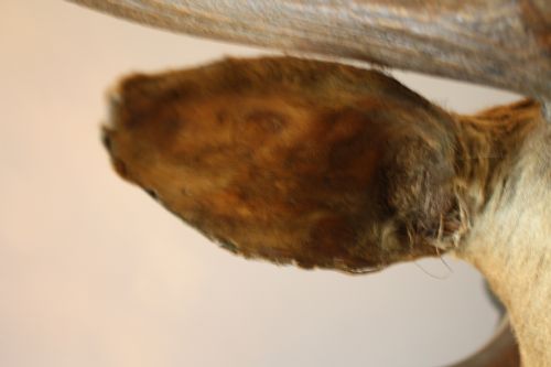 VICTORIAN STAGS HEAD - ADDITIONAL PHOTO 7