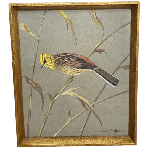 watercolour yellowhammer passerine bird study by ralston gudgeon rsw - CATEGORY: ANTIQUE ART - DATED 1950