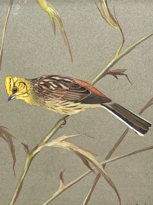 WATERCOLOUR YELLOWHAMMER PASSERINE BIRD STUDY BY RALSTON GUDGEON RSW - ADDITIONAL PHOTO 1